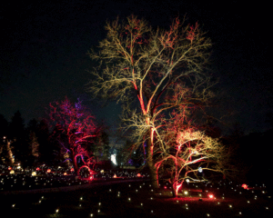 Touring enchanted forests: Illumination at The Morton Arboretum